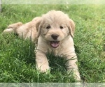 Small Photo #20 Labradoodle Puppy For Sale in FLORENCE, TX, USA