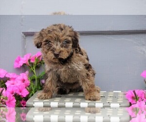 Aussiedoodle-Poodle (Miniature) Mix Puppy for sale in FREDERICKSBG, OH, USA