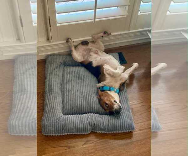 Medium Photo #4 Beagle Puppy For Sale in Dunnellon, FL, USA