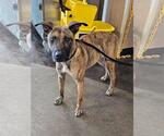 Small Holland Shepherd-Plott Hound Mix