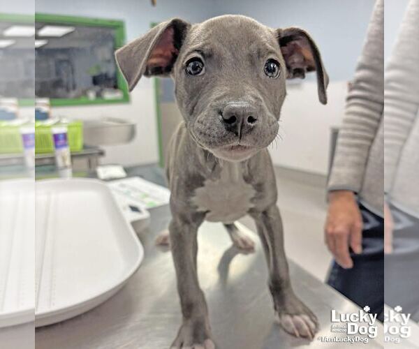 Medium Photo #3 Labrador Retriever-Unknown Mix Puppy For Sale in Washington, DC, USA