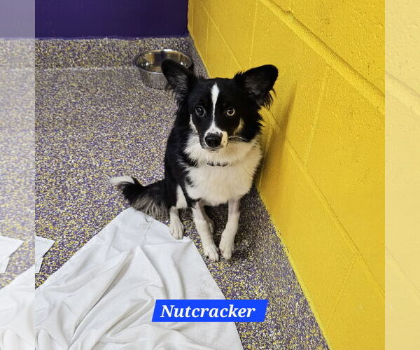 Medium Photo #1 Mutt Puppy For Sale in Metairie, LA, USA