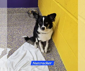 Mutt Dogs for adoption in Metairie, LA, USA