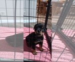 Small #6 Rottweiler