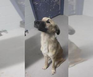 German Shepherd Dog-Unknown Mix Dogs for adoption in Augusta, GA, USA