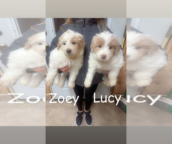 Medium Photo #9 Pyredoodle Puppy For Sale in MINSTER, OH, USA