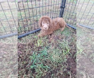 Labradoodle Puppy for sale in WAHOO, NE, USA