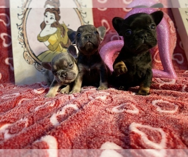 Medium Photo #6 French Bulldog Puppy For Sale in REDMOND, WA, USA