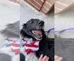 Small #16 Border Collie Mix