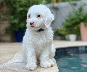 Bernedoodle (Miniature) Puppy for sale in CONROE, TX, USA