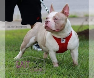 Mother of the American Bully puppies born on 08/17/2021