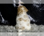 Small #6 Goldendoodle (Miniature)