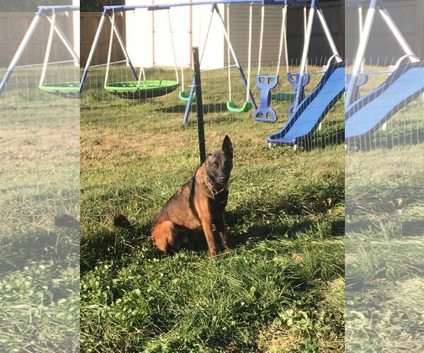Medium Photo #2 Mutt Puppy For Sale in Stevens Point, WI, USA