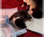 Small Photo #7 Shepradors Puppy For Sale in Princeton, MN, USA