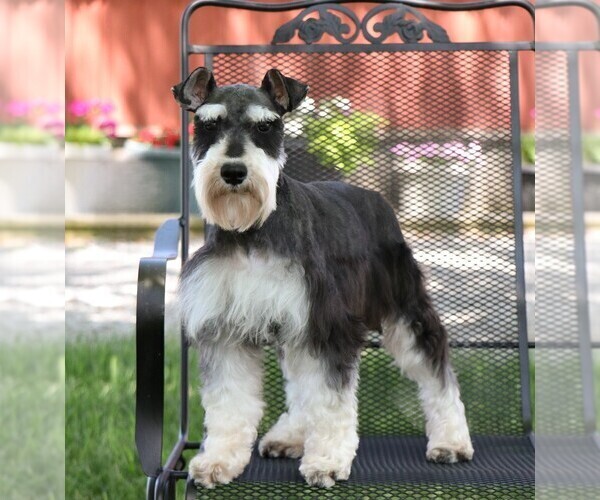 Medium Photo #1 Schnauzer (Miniature) Puppy For Sale in SYRACUSE, IN, USA