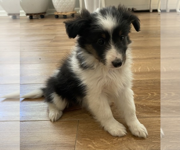 Medium Photo #4 Shetland Sheepdog Puppy For Sale in CHESAPEAKE, VA, USA