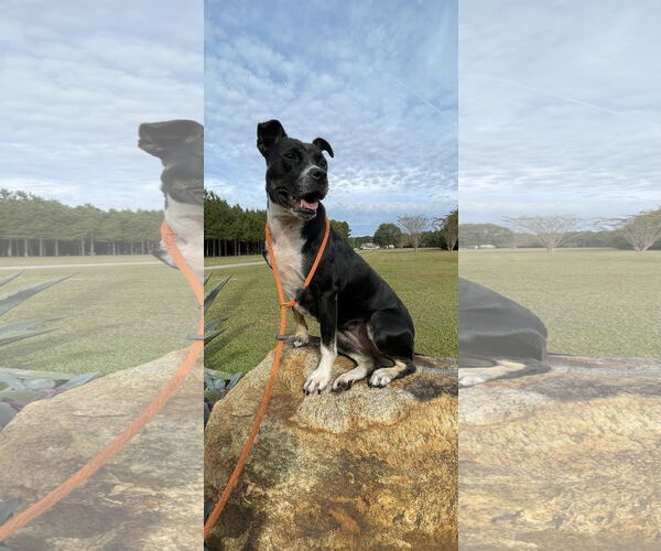 Medium Photo #15 Mutt Puppy For Sale in Rockaway, NJ, USA