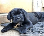 Small Photo #13 Cane Corso Puppy For Sale in MCDONOUGH, GA, USA