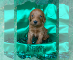 Puppy Beryl Goldendoodle-Poodle (Miniature) Mix