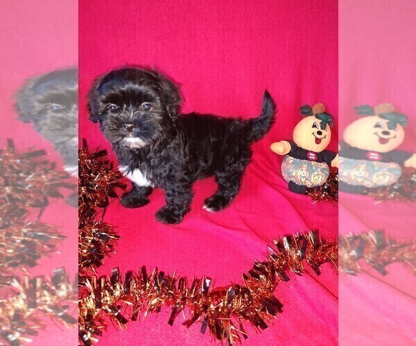 View Ad Maltese Puppy for Sale near Michigan, LAPEER, USA. ADN840033