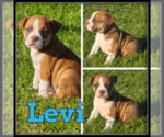 Small #1 Olde English Bulldogge