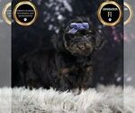Small #8 YorkiePoo