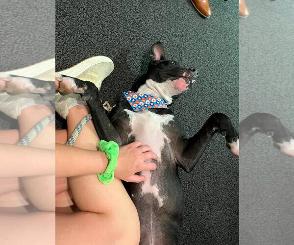 Medium Photo #12 American Pit Bull Terrier-Unknown Mix Puppy For Sale in Oakhurst, NJ, USA
