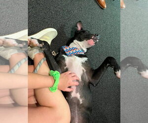 Oliver - your best pal - Male American Pit Bull Terrier-Unknown Mix Dog for Adoption - Photo #12