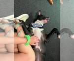 Small #11 American Pit Bull Terrier Mix