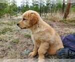Small Photo #20 Golden Retriever Puppy For Sale in PEYTON, CO, USA