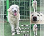 Small Samoyed Mix