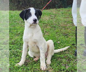 Labrenees Dogs for adoption in Wetumpka, AL, USA