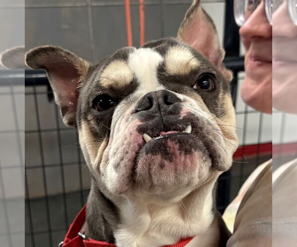 Medium Photo #1 French Bulldog-Unknown Mix Puppy For Sale in Canton, CT, USA