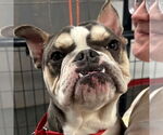 Small French Bulldog Mix