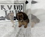 Small #2 Dachshund
