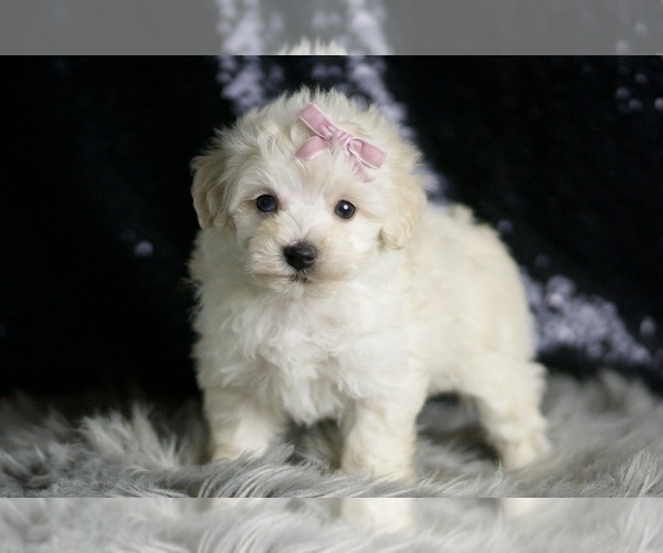 Medium Photo #111 Maltipoo Puppy For Sale in WARSAW, IN, USA