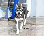 Small #6 Siberian Husky