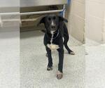Small Labrador Retriever Mix