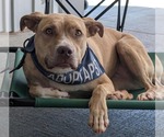 Small #1 Mutt
