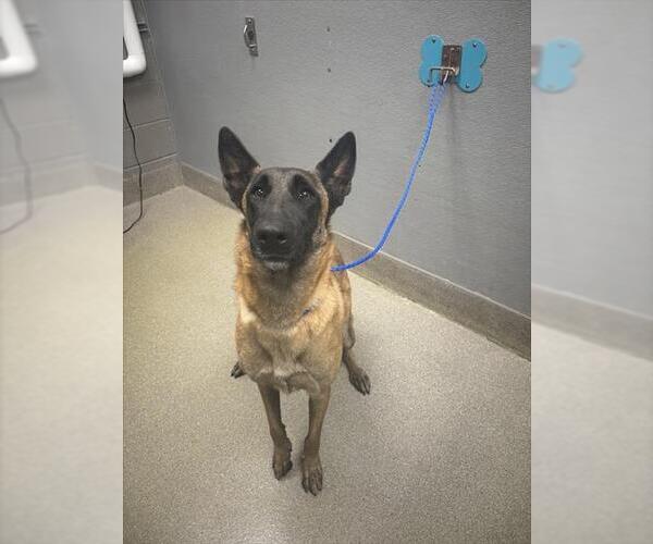 Medium Photo #1 Mutt Puppy For Sale in Las Vegas, NV, USA