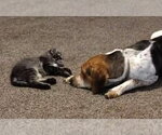 Small #6 Beagle Mix