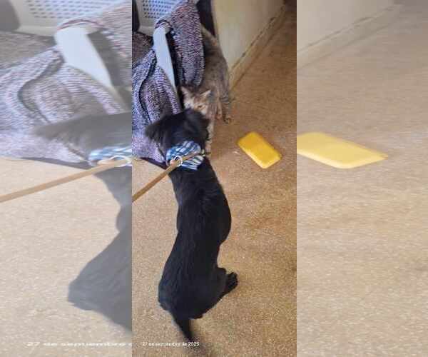 Medium Photo #8 Labrador Retriever-Unknown Mix Puppy For Sale in Virginia Beach, VA, USA