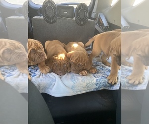 Dogue de Bordeaux Puppy for sale in FISHERS, IN, USA