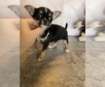 Small Photo #7 Chihuahua Puppy For Sale in TRACY, CA, USA