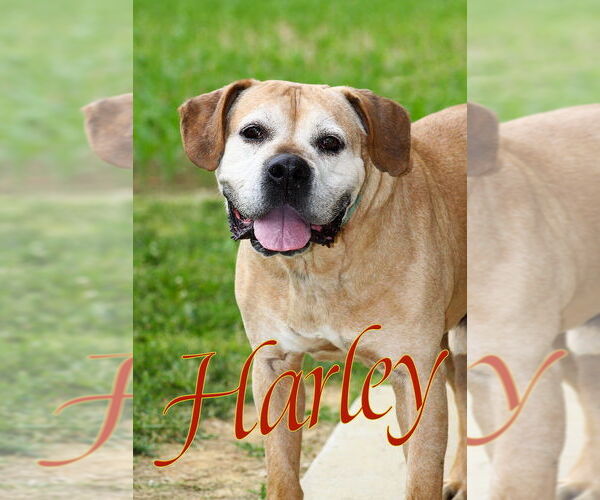 Medium Photo #3 Boxer-Unknown Mix Puppy For Sale in Evansville, IN, USA