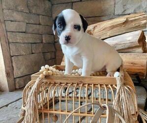 Frengle Puppy for sale in ELLERBE, NC, USA