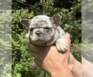 French Bulldog Puppy for sale in MC GRAW, NY, USA