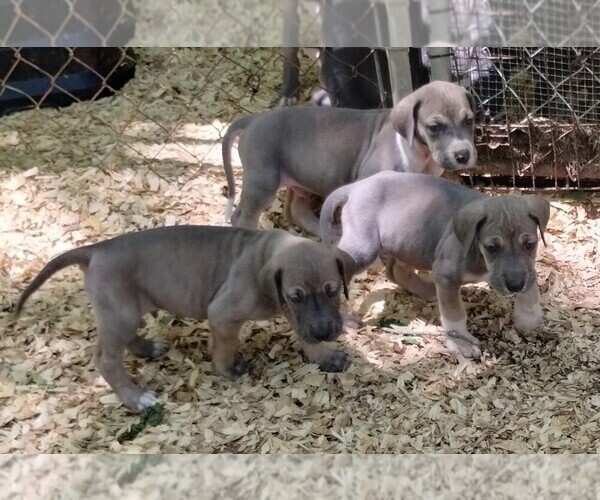 Medium Photo #22 Great Dane Puppy For Sale in LAURENS, SC, USA