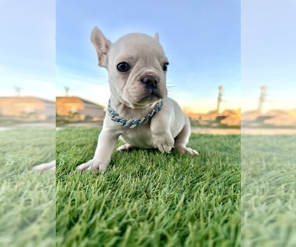 Medium Photo #7 French Bulldog Puppy For Sale in SACRAMENTO, CA, USA