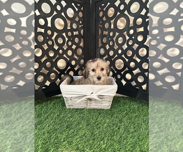 Medium Photo #5 Yo-Chon Puppy For Sale in MOUNT VERNON, OH, USA